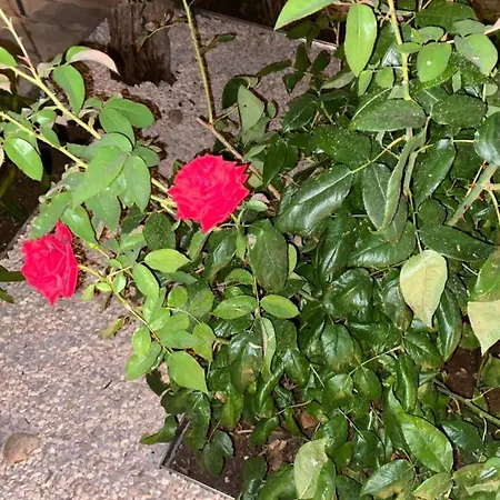 Droushia Corner House Holiday home Dhrousha