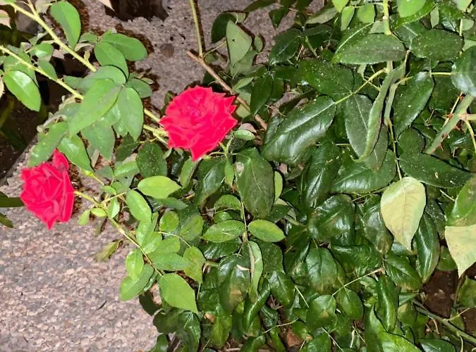 Droushia Corner House Semesterbostad Dhrousha