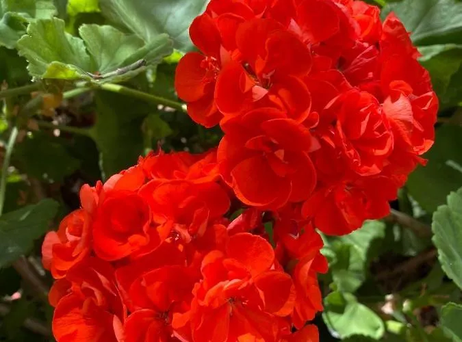 Droushia Corner House Dhrousha